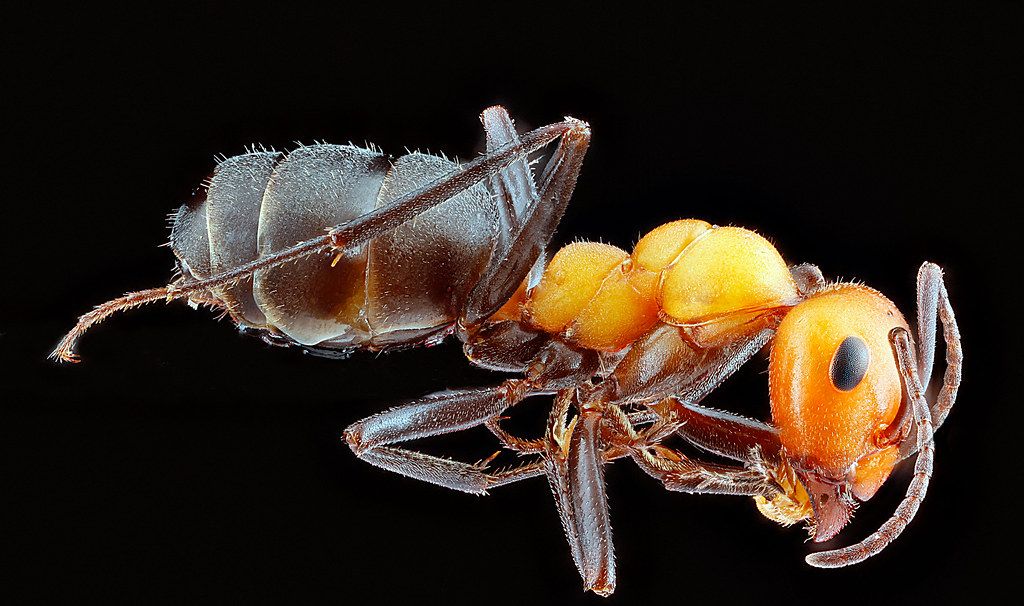Ant Control service in Port Charlotte, FL