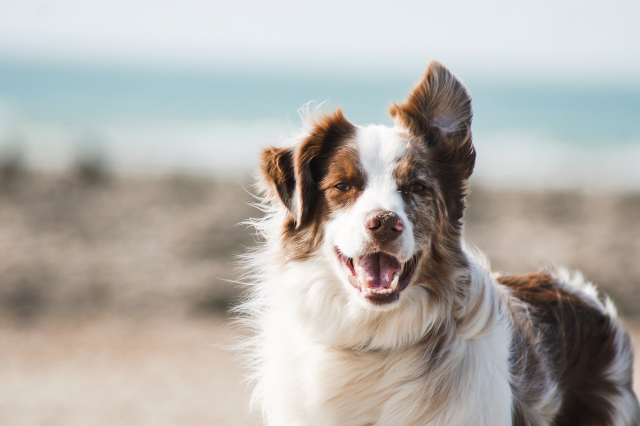 Flea & Tick Control service in Port Charlotte, FL