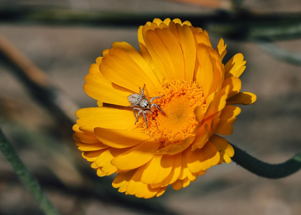 Spider Control service in Port Charlotte, FL